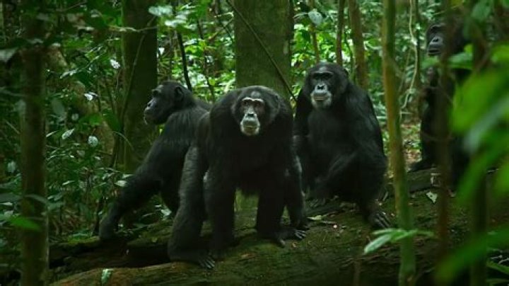 Is Chimp Empire Real Or CGI? Will They Take Over The World?